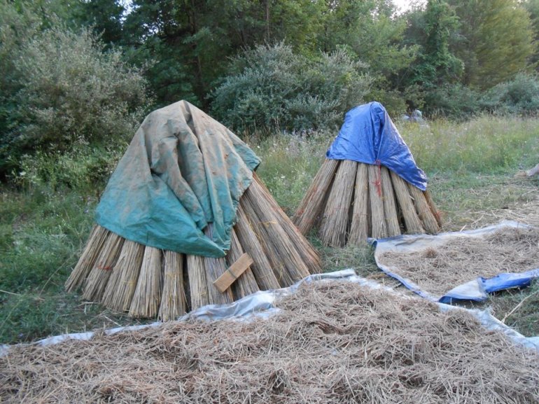 Bundles of phragmite reeds being stored until we are ready to put them on the roof! Photo taken by Ed Trager